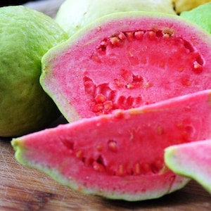 Air-Layered Ruby Supreme Guava Plant – Pink Guava (Psidium guajava) – 6 Inch Pot – Jambu Batu Variety – Not Shipping to CA or HI