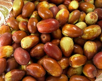 Chinese jujube ga-866 live plant – red date tree – tissue cultured own root