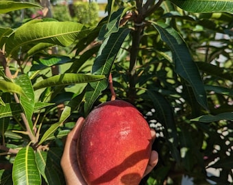 Pickering Mango Tree – Grafted Plant – Grown in 1/2 Gallon Pot
