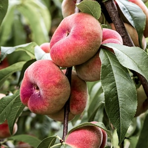 Saturn Donut Peach – Live Tree 4ft | Thick Trunk 1/2" | Ships in 3 Gal Pot | Free Ship