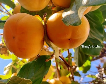 2 Pack American Persimmon Trees – 3ft Live Plants, Sweet Fruit, Cold Hardy