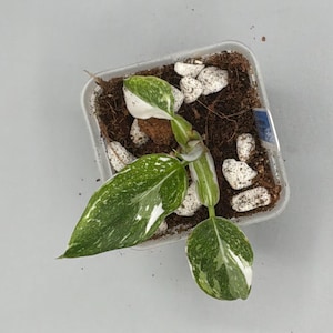 May include: A small potted plant with green and white variegated leaves. The plant is in a clear plastic container filled with soil and white pebbles. The background is a solid light gray.