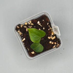 May include: A small, square, clear plastic container holding a young plant with two green leaves. The plant is in a dark brown soil mix with small white and tan pieces. A small white tag is attached to the container.