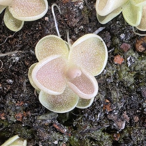 Pinguicula Yucca DO 1713 - Butterwort - 0.5 to 1 Inches - Grower's Choice