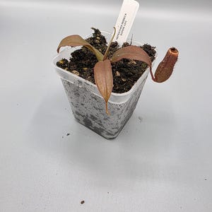 May include: A small potted Nepenthes Rebeca plant with reddish-brown leaves and a single pitcher. The plant is in a clear plastic pot with soil. A white label reads "Nepenthes Rebeca Soper-1311".