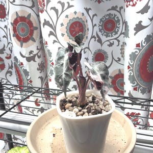 May include: A small potted plant with large, textured leaves in a white ceramic pot. The plant has a reddish-pink stem and is sitting on a beige saucer. The background features a patterned curtain with red, gray, and white floral designs.