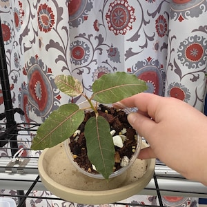 May include: A set of three ceramic mugs with a speckled, matte finish. The mugs are in shades of cream, light gray, and dark gray. Each mug has a simple, minimalist design, perfect for coffee or tea.