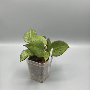 May include: A small potted Hoya plant with heart-shaped green leaves. The plant is in a clear plastic square pot with visible roots and a white tag. The background is a plain light gray.