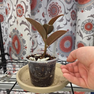 May include: A small potted plant with reddish-brown leaves sits on a beige saucer. The plant is in a clear plastic pot filled with soil and white stones. The background features a patterned curtain with red, gray, and white floral designs.