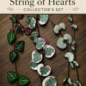 May include: A String of Hearts Collector's Set featuring three trailing plant stems with heart-shaped leaves. The leaves display variegated patterns in shades of green, white, and pink, arranged along thin brown vines against a dark wood texture.