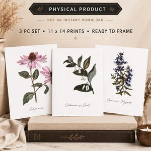 May include: Botanical wall art set featuring three 11 x 14 inch prints. The prints showcase botanical illustrations of Echinacea, Solomon's Seal, and Common Hyssop. The set is a physical product, ready to frame, and printed on quality stock paper.