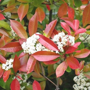 Puede incluir: Primer plano de una planta con hojas rojas y verdes vibrantes. Racimos de pequeñas flores blancas florecen entre el follaje. Las hojas pasan del verde al rojo, creando una exhibición colorida. Se ven las ramas de la planta.