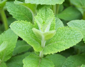 Sementes de Hortelã-maçã (Mentha suaveolens) - Erva perene para vasos e canteiros de flores.
