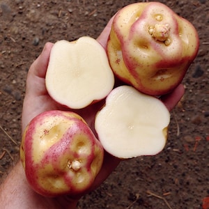 May include: Close-up of several yellow and red potatoes, one cut in half to reveal the white flesh. The potatoes have a unique, bumpy texture and are held in a hand. The potatoes are a fresh food item.