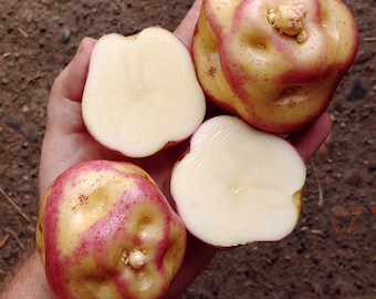 Sementes de batata Maco Reina – Variedade tradicional andina peruana