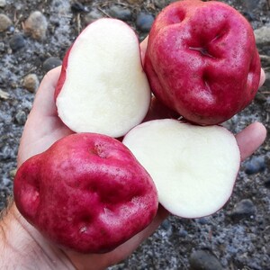 Puede incluir: Una mano sostiene dos patatas rojas enteras y dos cortadas por la mitad. Las patatas tienen una piel roja vibrante y una pulpa blanca cremosa. Las patatas cortadas revelan la textura suave del interior. La imagen destaca los productos frescos.