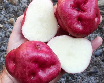 Sementes de batata Kinda Llumpy – Variedade rara e tradicional andina TPS