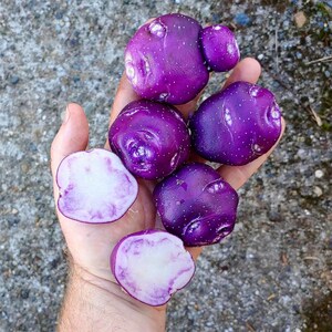 May include: A collection of vibrant purple potatoes, including several whole tubers with smooth, dark skins and white speckles, alongside two cross-sectioned slices revealing a bright white interior with a faint purple ring near the outer edge.