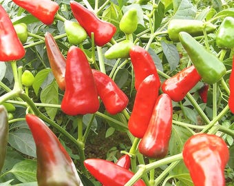 Sementes de mini pimentão vermelho doce, pimentão compacto e comestível para vasos e jardins.