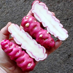 May include: Close-up of several Oca tubers, a root vegetable, with a vibrant pink exterior and a white interior. Some tubers are whole, while others are sliced, revealing the contrasting colors and textures. The Oca has a bumpy surface.