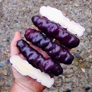 May include: Several purple oca tubers, with a few cut open to reveal the white flesh. The oca has a ridged texture and a deep purple skin. The cut oca shows a pinkish outline.