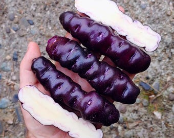 Sementes de batata Ayock – Variedade tradicional andina peruana