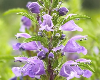 500 Sementes de Hortelã-da-montanha Azul-roxa, Flor Anual de Jardim Tolerante à Seca