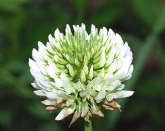 Sementes de trevo branco (Trifolium repens) para cobertura de gramados, forragem e planta fixadora de nitrogênio.