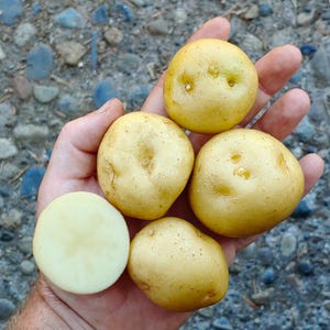 May include: A hand holds several small, round, yellow potatoes, one of which is sliced in half, revealing a pale interior. The potatoes have a slightly rough texture and are of varying sizes. The background is a mix of pebbles and small rocks.