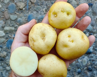 Sementes de batata Twanoh – Variedade tradicional andina peruana