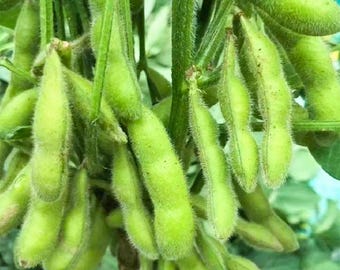 Sementes de Edamame, Soja Doce e Macia, para Plantio na Horta de Primavera
