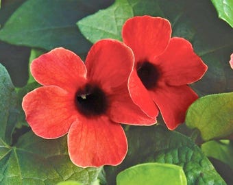 10 Sementes de Thunbergia Vermelha - Trepadeira de Olhos Negros (Glória da Manhã)
