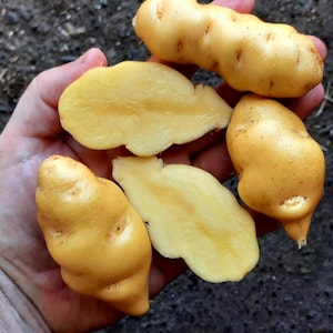 May include: A hand holding several yellow oca tubers, some whole and some sliced open. The oca has a slightly bumpy texture and a pale yellow interior. The background is a dark, earthy tone.