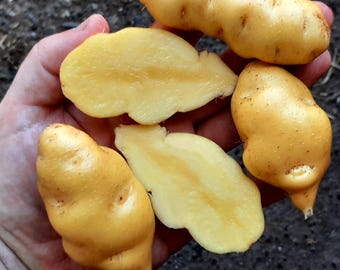 Sementes de batata Melosilla – Variedade tradicional andina peruana