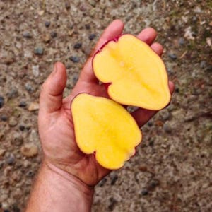May include: Two halves of a yellow potato with a red skin edge are held in a hand. The potato flesh is a bright yellow color. The background is a mix of brown and gray pebbles.