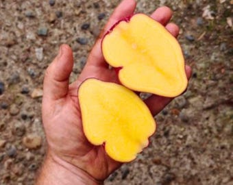 Sementes de batata vermelha Gunter – Variedade tradicional andina peruana