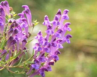 100 Sementes de Escutelária Baikal, Erva de Flor Amarela, Fácil de Cultivar, Ideal para Jardim e Atrai Polinizadores