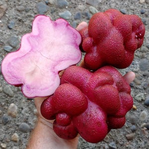 May include: A hand holds several vibrant red, textured fruits, one cut open to reveal a pale pink interior. The fruits have a unique, bulbous shape, with a rough, dimpled surface. The cut fruit shows a layered pattern.