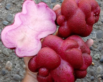 Sementes de batata Lookin Llumpy – Variedade tradicional andina peruana