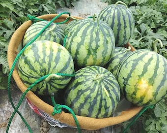 Sementes de Melancia Xiumei Meidu: Fruta Doce e Suculenta de Meia Temporada.