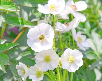 Anêmona: Sementes de flores brancas para casamento, ideais para canteiros de jardim.