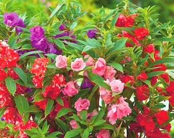 Sementes de Balsam de Cores Variadas para Plantio, Sementes de Flores de Jardim Impatiens Balsamina