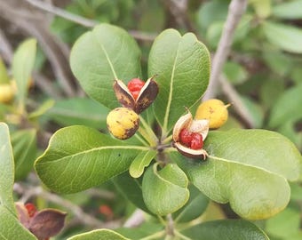 100 Sementes de Pittosporum Tobira - Arbusto perene de crescimento rápido para cercas vivas, vasos e bordaduras de jardim.
