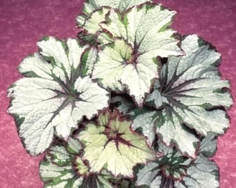 Sementes de Begônia Verde, Planta Ornamental Rara para Jardim Sombreado, Interior e Exterior