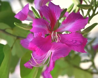 25 Sementes de Bauhinia Purpurea, Árvore Orquídea Roxa, Árvore Ornamental de Crescimento Rápido para Jardim