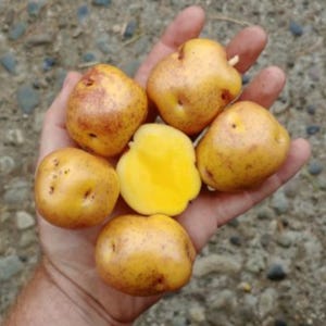 May include: A hand holding several small, golden-yellow potatoes with reddish-brown spots. One potato is cut open, revealing a bright yellow interior. The potatoes are of varying shapes and sizes, with a few small holes.