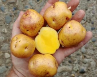 Sementes de batata Nemah – Variedade tradicional andina peruana