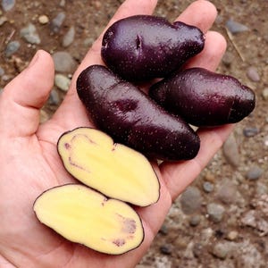 May include: A hand holds several purple potatoes, some whole and some cut in half. The whole potatoes have a dark purple skin with small white dots. The cut potatoes reveal a yellow interior with a purple outline. The potatoes are a unique and colorful food item.