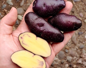 Sementes de batata Valparaíso – Variedade tradicional andina peruana