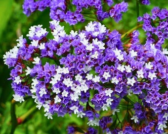 Sementes de Lavanda Azul do Mar (Limonium Sinuatum) - Sementes de Statice para Jardim